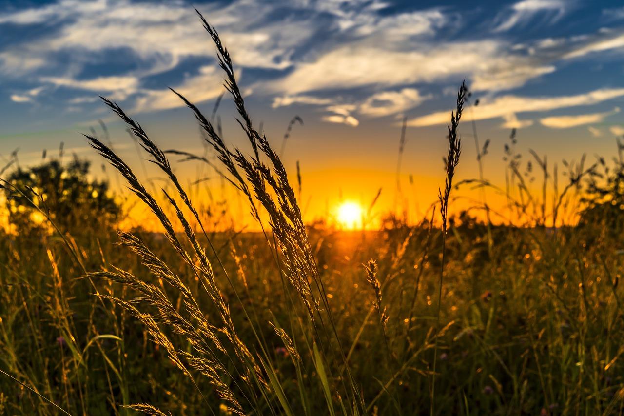Wheat 2391348 1280